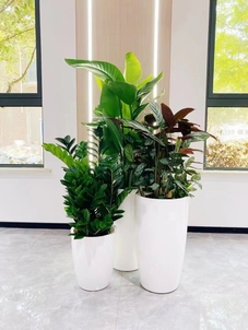 宁波镇海盆景租摆哪家好